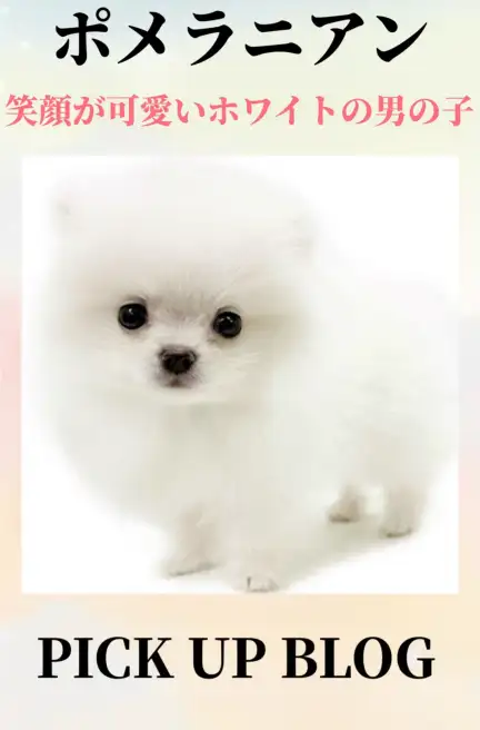 ポメラニアンブログ