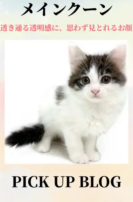 メインクーンブログ