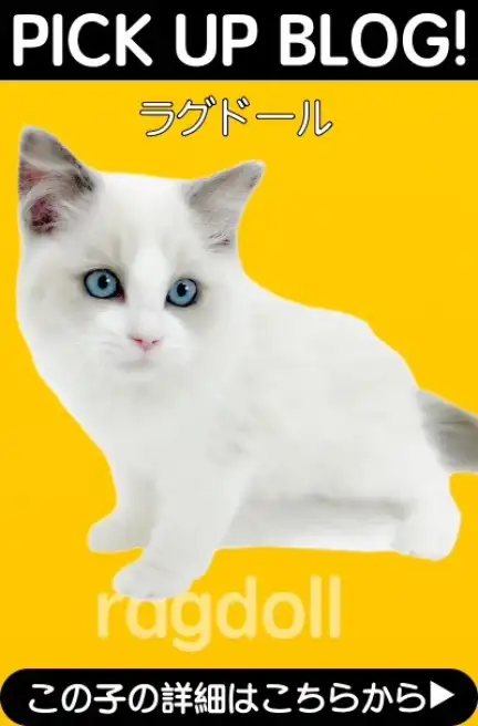 blog-ラグドール