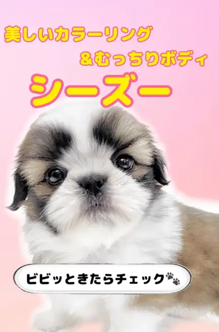 シーズー
