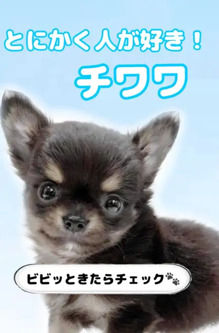 チワワ