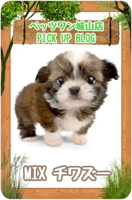 【 MIX 】人気なのに滅多に出会えない！チワワ×シーズーのチワズーちゃん登場！