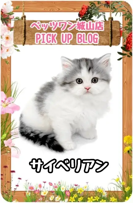 【 サイベリアン 】まるで抱きぐるみ？優しいお顔立ちのサイベちゃん