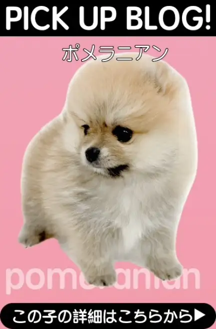 鶴見店BLOGーポメラニアン