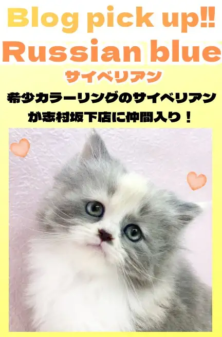 サイベ