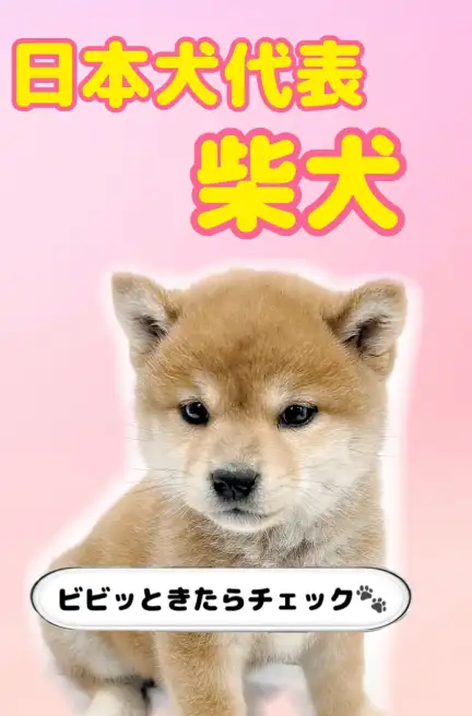 柴犬