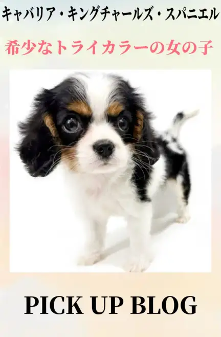 キャバリアブログ