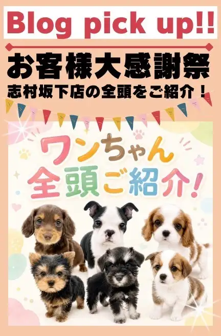 感謝祭犬
