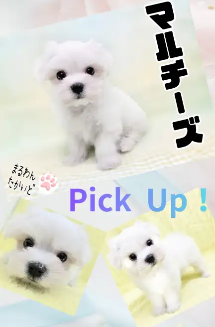 高井戸店‐マルチーズ