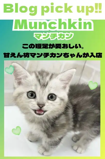 マンチカン