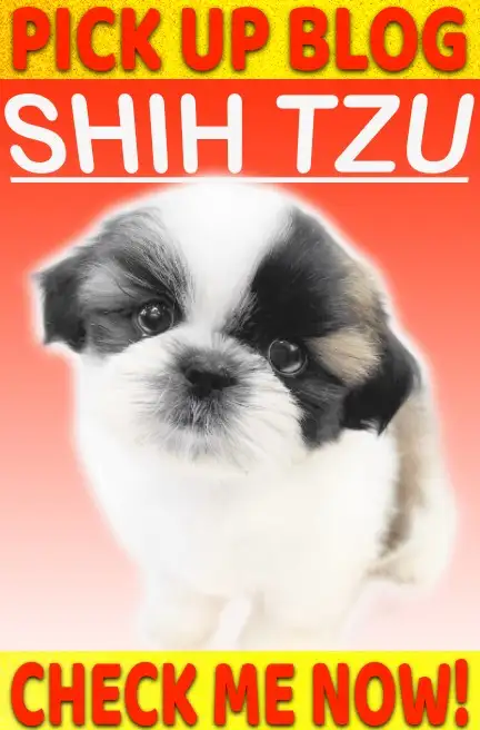 シーズー