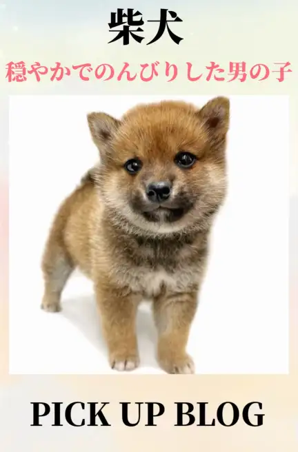 柴犬ブログ