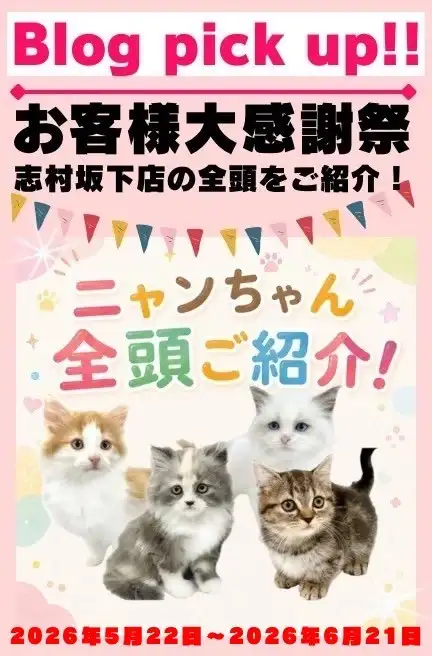 感謝祭 猫