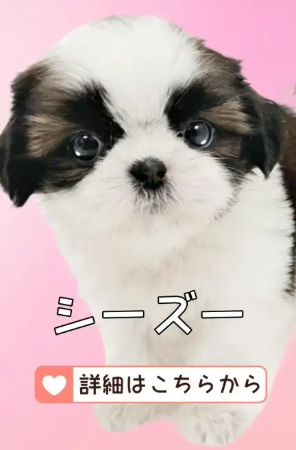 鶴見店BLOGーシーズー