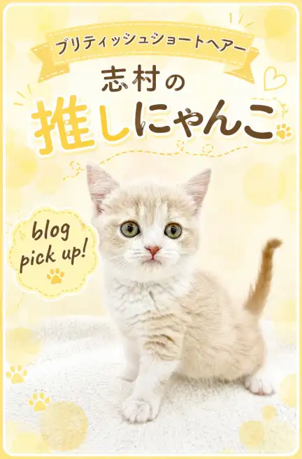 ブリ