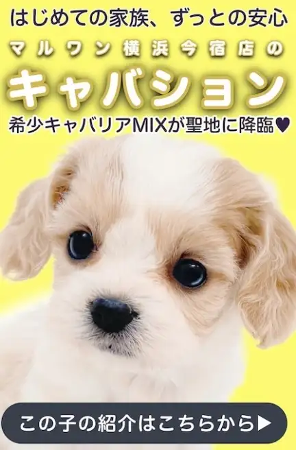 キャバションスライド