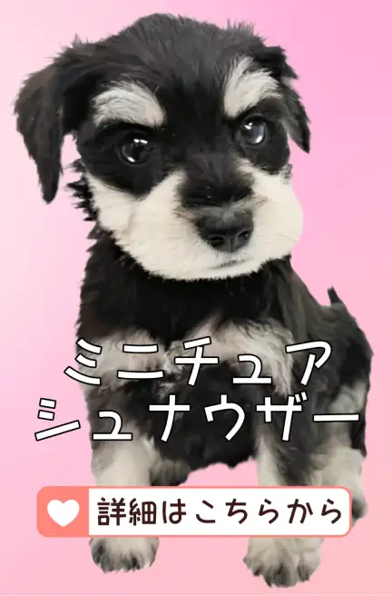 blog-ミニチュアシュナウザー