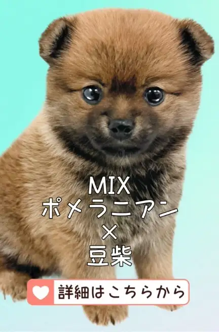 鶴見店-MIX(ポメラニアン☓豆柴)
