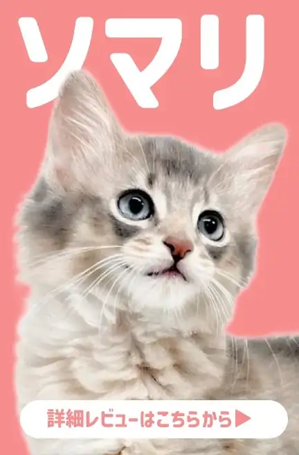 大倉山店ーBBSーペキプー