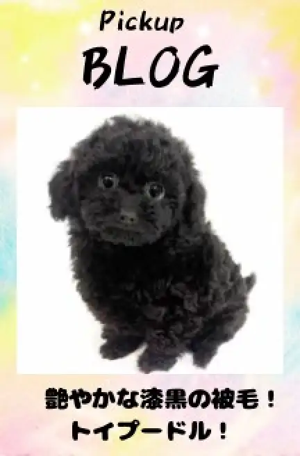 黒プー
