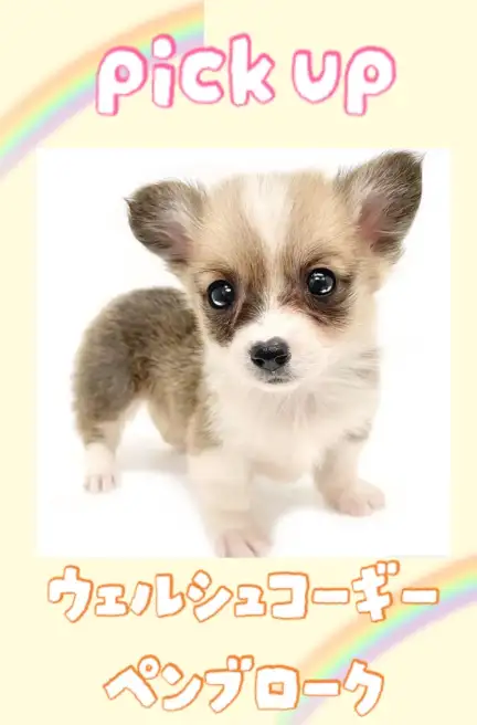 コーギー