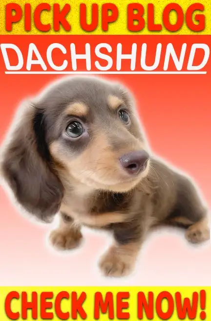 ダックス