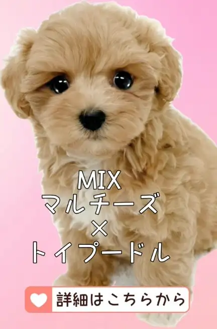 鶴見店-MIX(マルプー)