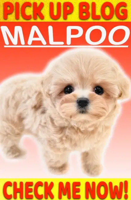 マルプー