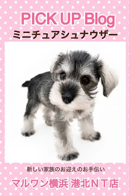 ミニチュアシュナウザー