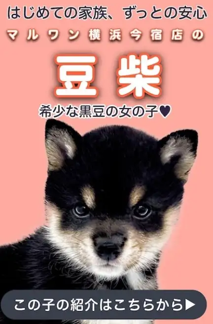 豆柴スライド