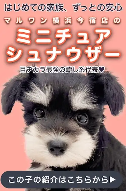 シュナスライド