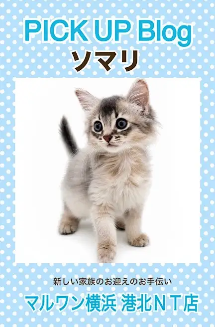 ソマリ