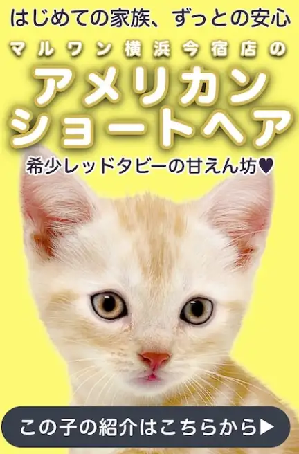 アメショスライド