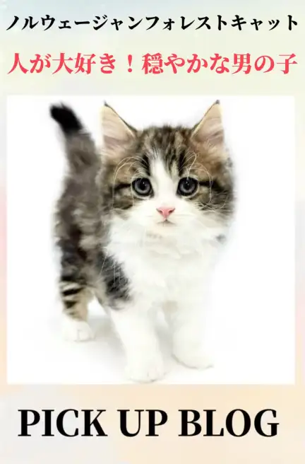ノルウェージャンフォレストキャットブログ