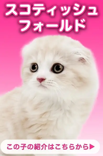 スコティッシュ