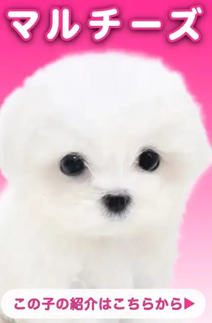 マルチーズ