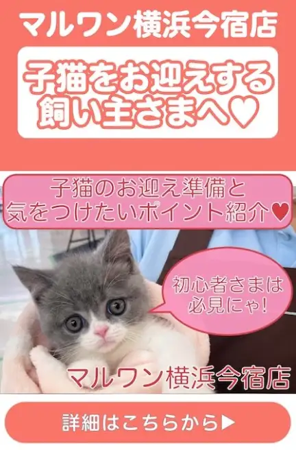 子猫お迎えブログ