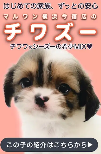 チワズーブログ