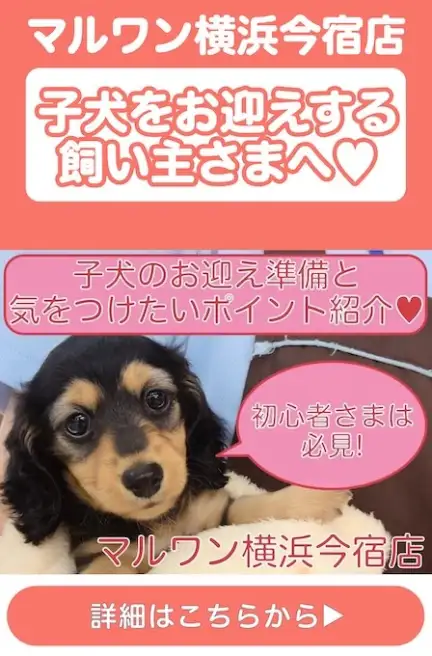 子犬お迎えブログ