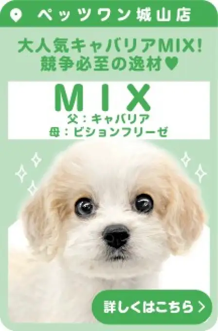 城山店おすすめベイビーMIX