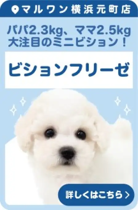 元町店おすすめベイビービションフリーゼ