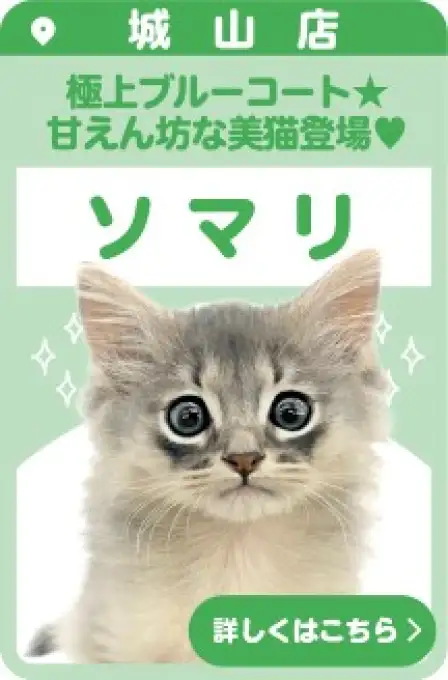 城山店おすすめベイビーソマリ