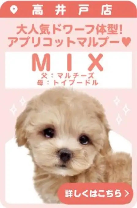 高井戸店おすすめベイビーMIX