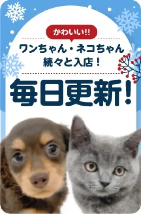 毎日更新スライド