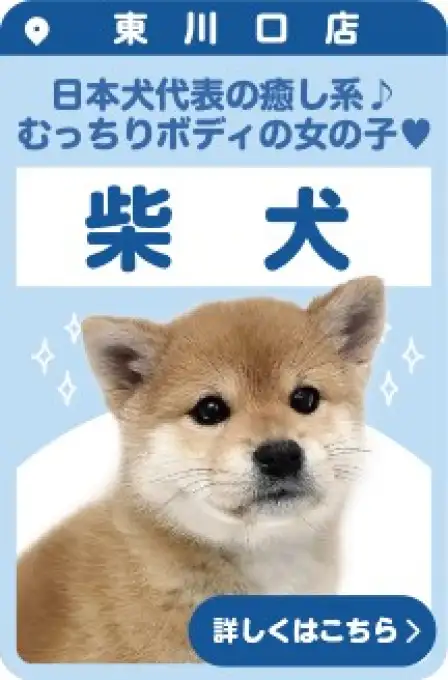 東川口店おすすめベイビー柴犬