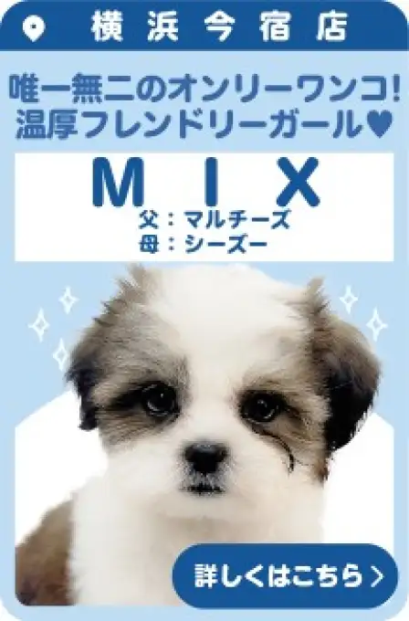 今宿店おすすめベイビーMIX