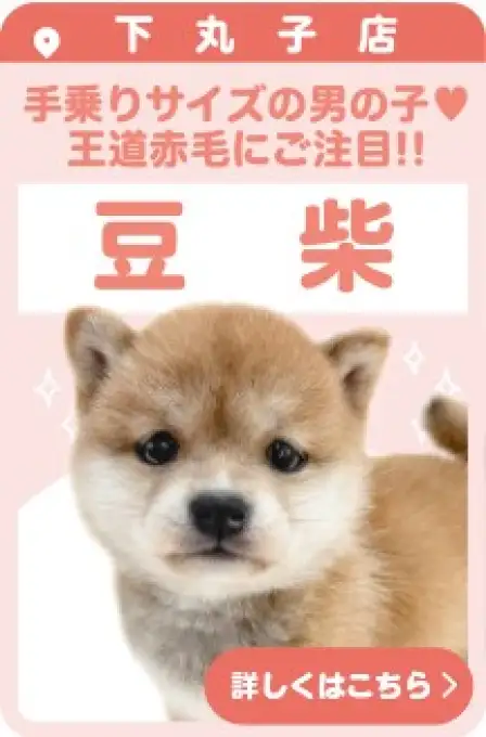 下丸子店おすすめベイビー豆柴