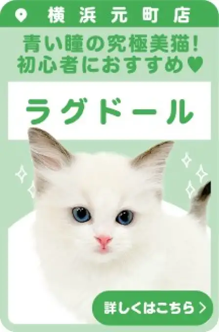 元町店おすすめベイビーラグドール