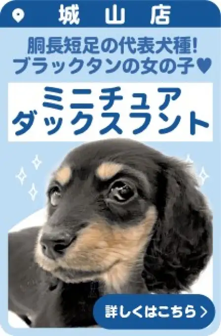 城山店おすすめベイビーミニチュアダックスフント