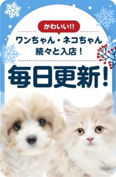 毎日更新スライド